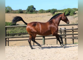 Lusitanos, Stute, 20 Jahre, 160 cm, Brauner
