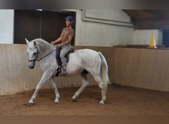 Lusitanos, Stute, 20 Jahre, 165 cm, Fliegenschimmel