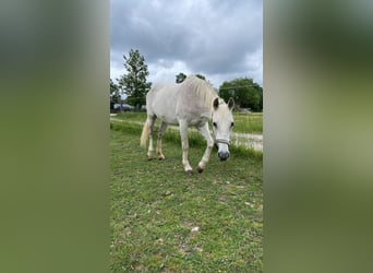 Lusitanos, Stute, 20 Jahre, 165 cm, Fliegenschimmel