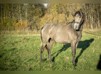 Lusitanos, Stute, 2 Jahre, 146 cm, Schimmel