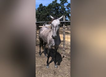 Lusitanos, Stute, 2 Jahre, 152 cm, Schimmel