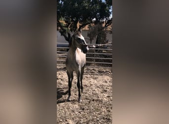 Lusitanos, Stute, 2 Jahre, 152 cm, Schimmel