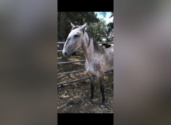 Lusitanos, Stute, 2 Jahre, 152 cm, Schimmel