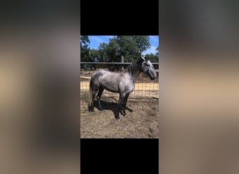 Lusitanos, Stute, 2 Jahre, 152 cm, Schimmel