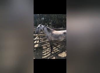 Lusitanos, Stute, 2 Jahre, 152 cm, Schimmel
