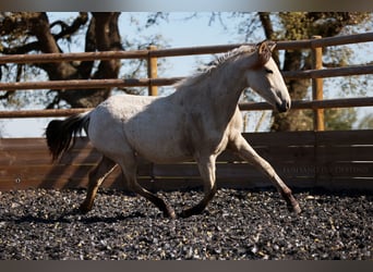 Lusitanos Mix, Stute, 2 Jahre, 155 cm, Falbe