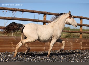 Lusitanos Mix, Stute, 2 Jahre, 155 cm, Falbe