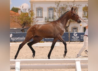 Lusitanos, Stute, 2 Jahre, 155 cm, Schimmel