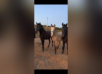 Lusitanos, Stute, 2 Jahre, 156 cm, Falbe