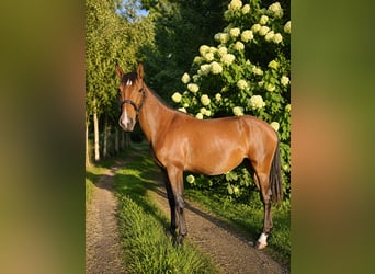 Lusitanos, Stute, 2 Jahre, 158 cm, Brauner