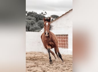 Lusitanos, Stute, 2 Jahre, 158 cm, Brauner