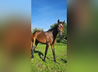 Lusitanos, Stute, 2 Jahre, 158 cm, Brauner