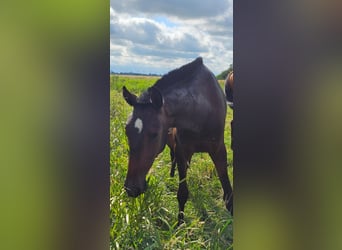 Lusitanos, Stute, 2 Jahre, 158 cm, Brauner