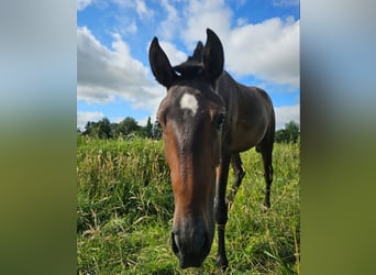 Lusitanos, Stute, 2 Jahre, 158 cm, Brauner