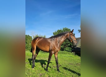 Lusitanos, Stute, 2 Jahre, 158 cm, Brauner