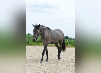 Lusitanos, Stute, 2 Jahre, 158 cm, Rappschimmel