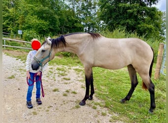 Lusitanos, Stute, 2 Jahre, 160 cm, Falbe