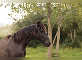 Lusitanos, Stute, 2 Jahre, 160 cm, Rappe