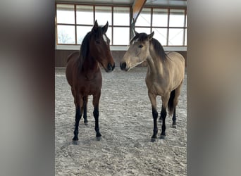 Lusitanos, Stute, 2 Jahre, 161 cm, Falbe