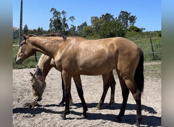 Lusitanos, Stute, 2 Jahre, 162 cm, Buckskin