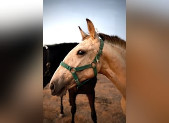 Lusitanos, Stute, 2 Jahre, 162 cm, Falbe