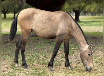 Lusitanos, Stute, 2 Jahre, 162 cm, Falbe