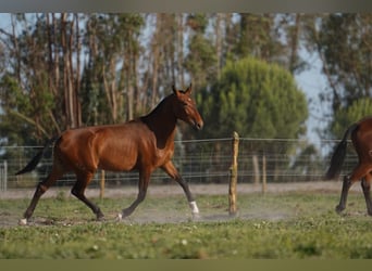 Lusitanos, Stute, 2 Jahre, 162 cm, Rotbrauner