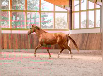 Lusitanos, Stute, 2 Jahre, 163 cm, Fuchs
