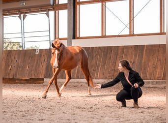 Lusitanos, Stute, 2 Jahre, 163 cm, Fuchs