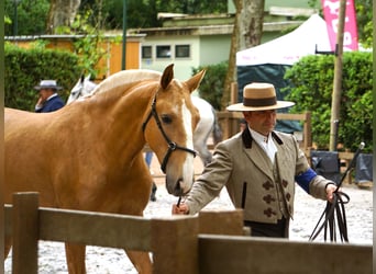 Lusitanos, Stute, 2 Jahre, 164 cm, Palomino