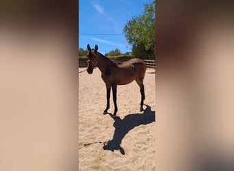 Lusitanos, Stute, 2 Jahre, 165 cm, Dunkelfuchs