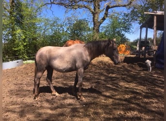 Lusitanos Mix, Stute, 2 Jahre, 165 cm, Rotschimmel