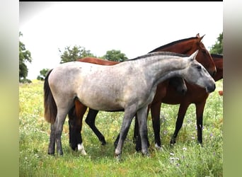 Lusitanos, Stute, 2 Jahre, 165 cm, Schimmel