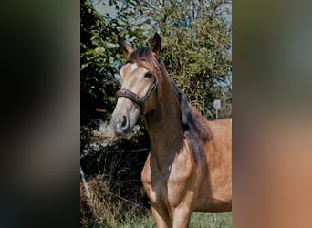 Lusitanos, Stute, 2 Jahre, Buckskin