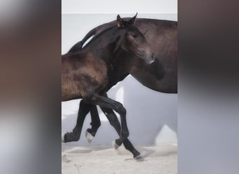 Lusitanos, Stute, 2 Jahre, Dunkelbrauner