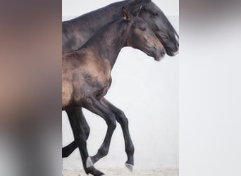 Lusitanos, Stute, 2 Jahre, Dunkelbrauner