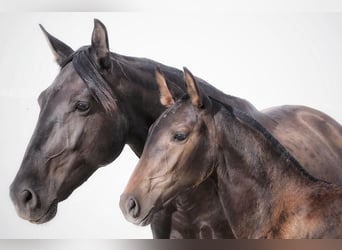 Lusitanos, Stute, 2 Jahre, Dunkelbrauner