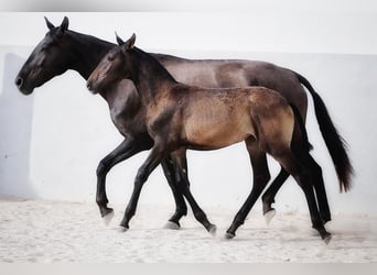 Lusitanos, Stute, 2 Jahre, Dunkelbrauner