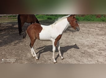 Lusitanos, Stute, 2 Jahre, Overo-alle-Farben