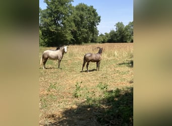 Lusitanos, Stute, 2 Jahre, Palomino