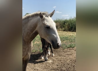 Lusitanos, Stute, 2 Jahre, Palomino