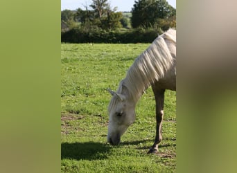 Lusitanos, Stute, 2 Jahre, Palomino