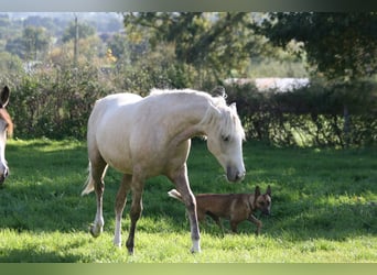 Lusitanos, Stute, 2 Jahre, Palomino