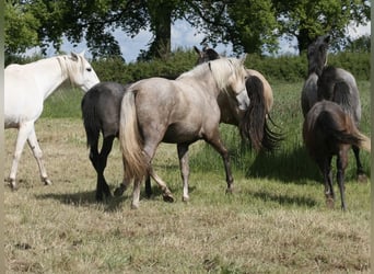 Lusitanos, Stute, 2 Jahre, Palomino