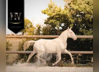 Lusitanos, Stute, 2 Jahre, Perlino