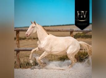 Lusitanos, Stute, 2 Jahre, Perlino