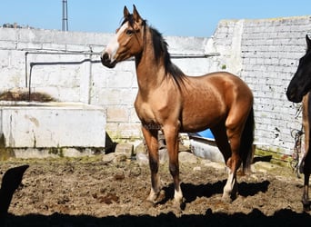 Lusitanos, Stute, 3 Jahre, 150 cm, Falbe