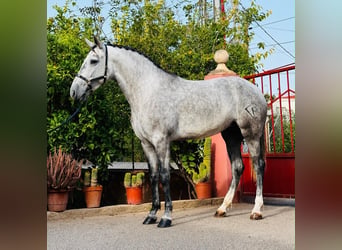Lusitanos, Stute, 3 Jahre, 155 cm, Apfelschimmel