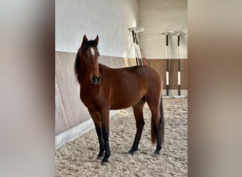 Lusitanos, Stute, 3 Jahre, 155 cm, Brauner