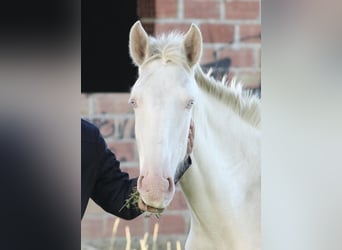 Lusitanos, Stute, 3 Jahre, 155 cm, Cremello